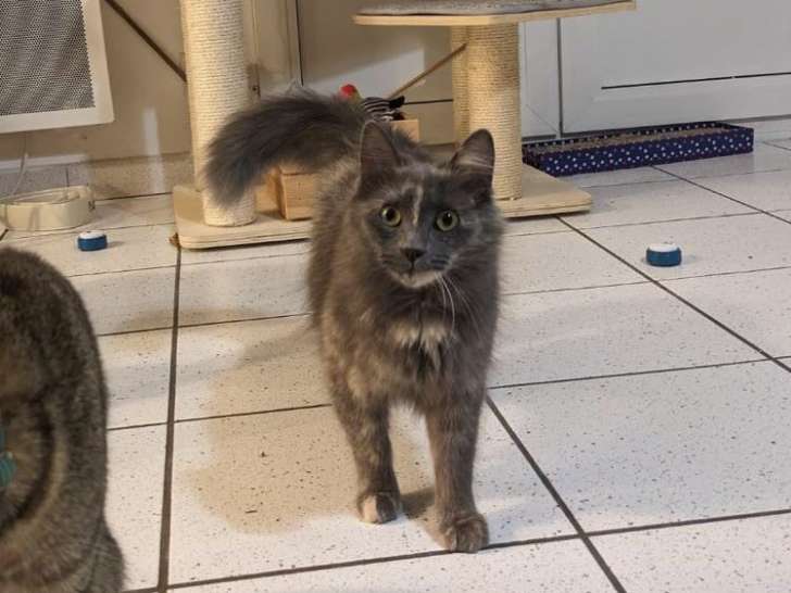 Chatte de 2 ans disponible à l'adoption