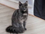 Chatte de 2 ans disponible à l'adoption