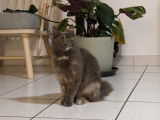 Chatte de 2 ans disponible à l'adoption