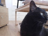 Chat mâle adulte à adopter