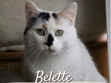 À adopter : chat Européen femelle d’un an