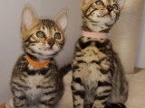 Chatons Bengal LOOF à vendre