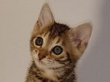 Chatons Bengal LOOF à vendre