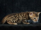 Chatons Bengal LOOF à vendre