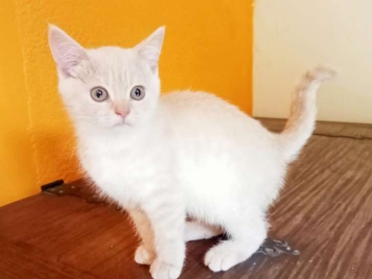 Chatons Scottish Straight