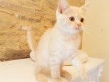 Chatons Scottish Straight