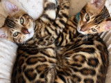 Chatons Bengal à vendre