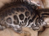 Chatons Bengal à vendre