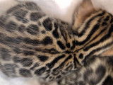 Chatons Bengal à vendre
