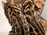 Chatons Bengal à vendre