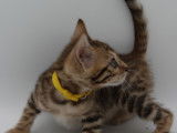 Chatons femelles Bengal LOOF à vendre