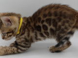 Chatons femelles Bengal LOOF à vendre