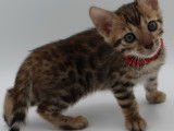 Chatons femelles Bengal LOOF à vendre