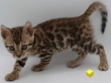 Chatons femelles Bengal LOOF à vendre