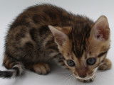 Chatons femelles Bengal LOOF à vendre