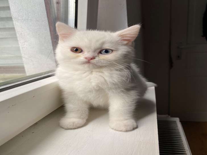 Chatons British Shorthair à vendre