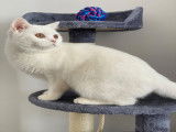 British Shorthair blanc