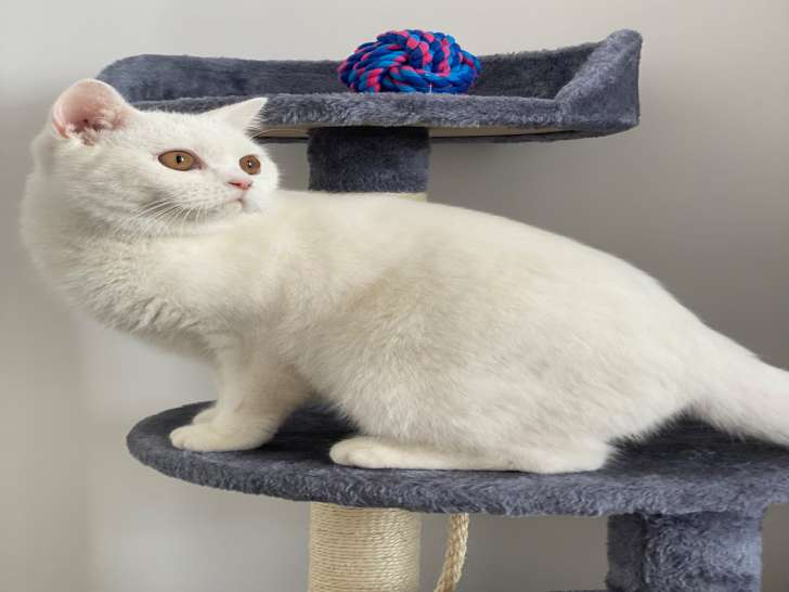 British Shorthair blanc