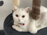British Shorthair blanc