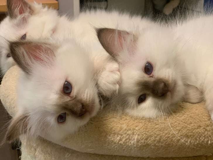 Chatons de race Sacré de Birmanie à vendre (2 femelles & 2 mâles)