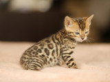 Chaton bengal femelle brown