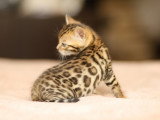 Chatonne Bengal de belle lignée à vendre