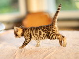 Chatonne Bengal de belle lignée à vendre