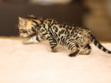 Chatonne Bengal de belle lignée à vendre