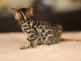 Chatonne Bengal de belle lignée à vendre