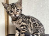 Chatonne Bengal à vendre