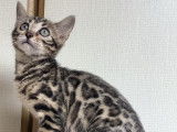 Chatonne Bengal à vendre