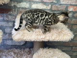 Chatonne Bengal à vendre