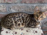Chatonne Bengal à vendre