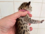4 chatons Savannahs LOOF, à réserver