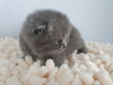3 chatons British Shorthairs LOOF, &agrave; r&eacute;server