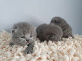 3 chatons British Shorthairs LOOF, &agrave; r&eacute;server