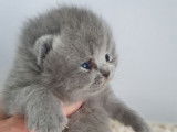 3 chatons British Shorthairs LOOF, &agrave; r&eacute;server