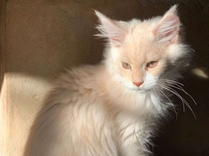 À vendre, 1 chaton Maine Coon LOOF