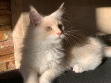 À vendre, 1 chaton Maine Coon LOOF
