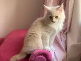 À vendre, 1 chaton Maine Coon LOOF