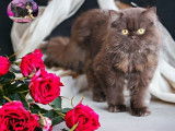 Chat British Longhair LOOF disponible à la saillie