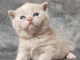 3 chatons British Shorthairs LOOF, à réserver