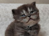 3 chatons British Shorthairs LOOF, à réserver