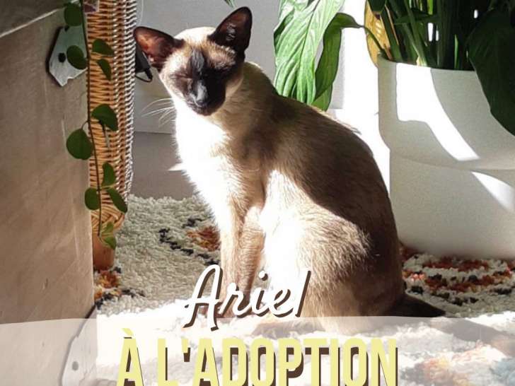 Chatte adulte à adopter