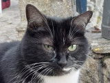 Chatte noire et blanche en attente d’adoption
