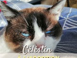 Disponible à l'adoption : chat au pelage blanc