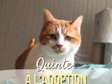 À adopter, chat roux et blanc