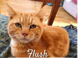 Disponible à l'adoption, chat roux