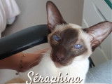 En attente d’adoption, chatte de 8 ans