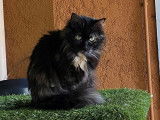 Chatte de 2 ans à la recherche d'un foyer